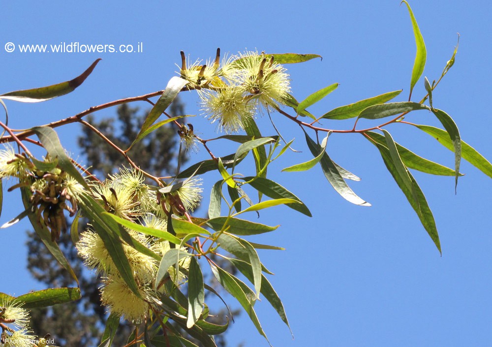 Eucalyptus macrandra